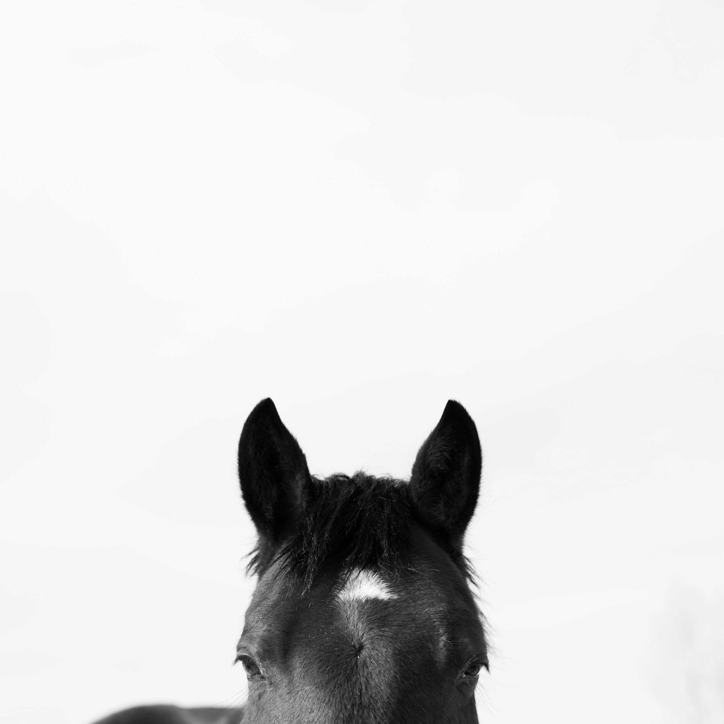 Equine Gaze