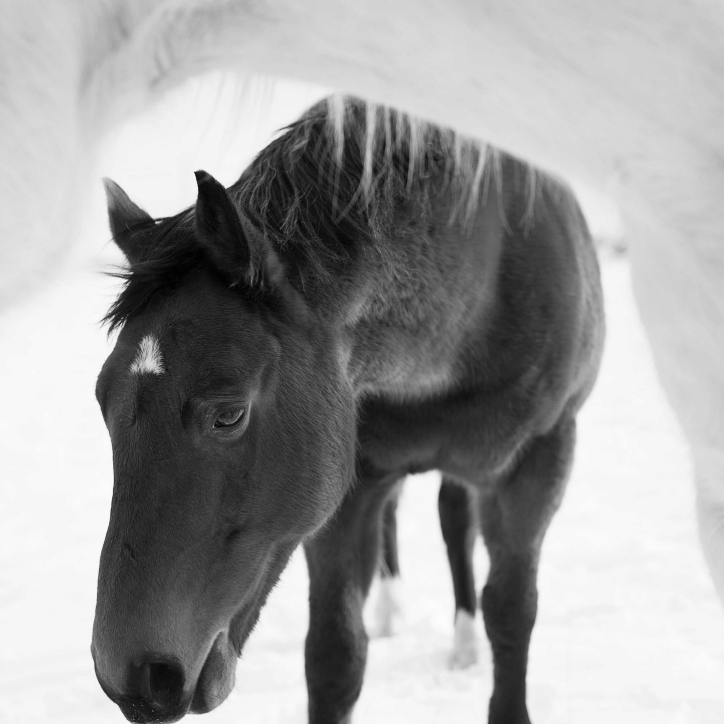 Horse Arch